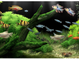 Tự tay tạo bể cá 3D với phần mềm Dream Aquarium Screensaver
