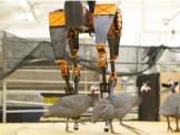 Giải pháp vận chuyển lương thực tới vùng thiên tai bằng Robot