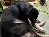 Chó làm “bảo mẫu” cho chuột- Chuyện lạ ở Bạc Liêu