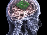 Cấy ghép não để khôi phục lại ký ức đã mất bằng thiết bị mới