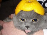 Mèo ngộ nghĩnh với những chiếc mũ trái cây