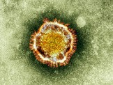 Cúm A H7N9 có thể phát triển thành đại dịch ở người
