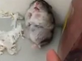 Chuột giả vờ chết khi bị bắn